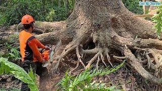 Easily broken ..!! Cutting down large, dangerous trembesi trees