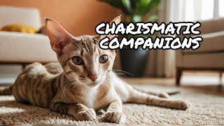 Episode 18: Oriental Shorthair Cats: The Colorful Companions with Endless Charisma