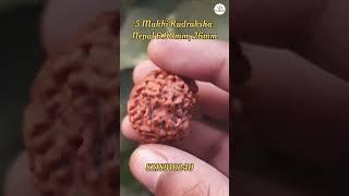 5 Mukhi Rudraksha #om #astro #shiv #rudraksha #rudra #astrology #rudraksh #viral #shorts #viralshots