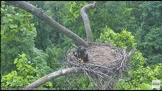 AEF NADC Tree limb falls at ARB