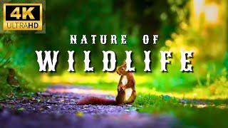 4K Wildlife Encounters: Up Close Moments with Nature's Majestic Beasts