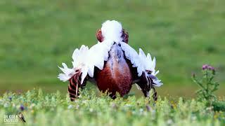 The endangered great bustard (Otis tarda tarda). Filmed with the Canon R6 in Toledo, Spain