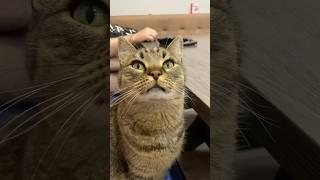 Жених 27.05.24 #shortvideo #cat #youtube