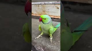 Mithu Talking Or Dancing  #cute World Best #parrot #parrotshorts #talkingparrot #viral #shorts