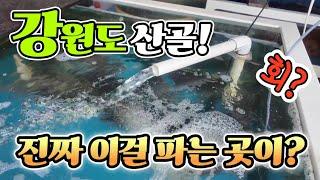강원도 오징어회 진짜 이곳에? 휴가 시즌 꼭 가봐야 할곳! 세상에 2,500원에 가능? 가성비 공개! korean fish market channel