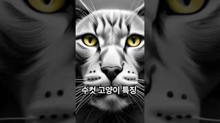 수컷 고양이 특징. 집고양이일때 수컷고양이의 특징. Shorts