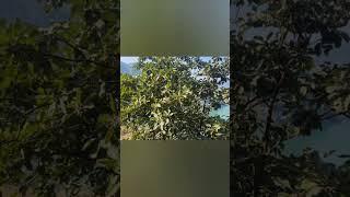 Uncover the health secrets of Terminalia bellirica – nature's powerhouse for wellness