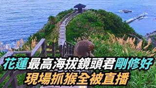 【熱搜新聞】花蓮最高海拔鏡頭君剛修好　現場抓猴全被直播放送｜民視新聞｜