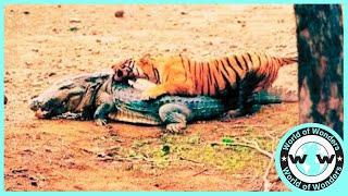 Giant Tiger bite Crocodile head Attack - Top 8 Tiger Attacks