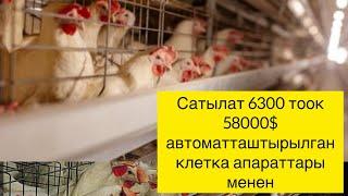 6300 тооогу менен ферма сатылат#ош #баткен #чуй #карабалта #бишкек #ысыккол #балыкчы #тоок#тоокферма
