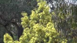 Southern Forest Australia