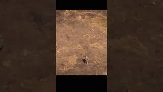 russian soldier shoots down drone with ak-47  #military #shorts
