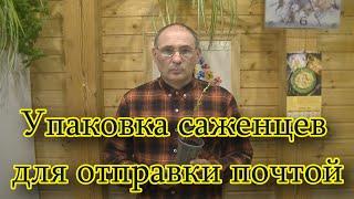 Как упаковать саженцы для отправки по почте. Подробный мастер-класс. Лукояновское садоводство.