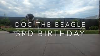Doc the Beagle - Now 3