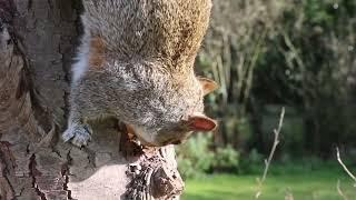 Squirrel eating habits