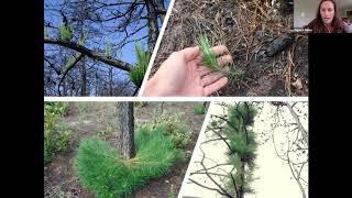 New Jersey Pine Barrens Fire Ecology Panel | Prescribed Fire Science Workshop Webinar Series