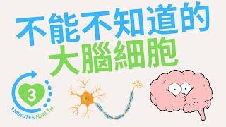 您不能不知道的大腦細胞｜神經和腦部細胞｜3分鐘健康