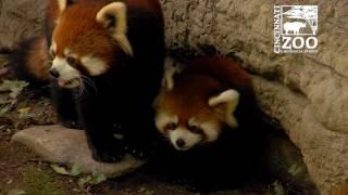Red Panda Cubs are So Much Fun - Cincinnati Zoo