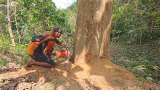 Special Teak Trees hidden in the hills