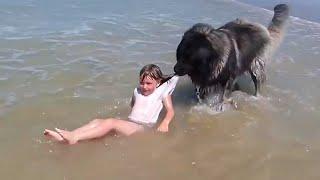 When Your Dog is Your Brave Guardian  Funny Dog and Human Video 2024