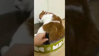 #funnyvideos #scareprank #funnymoments #fail #prankvideos #funny #troll #funnyvideo #cat #dog