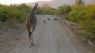 African Wild Dogs on the hunt in Kruger National Park