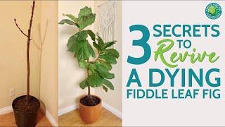 3 Secrets to Revive a Dying Fiddle Leaf Fig | Fiddle Leaf Fig Plant Resource Center