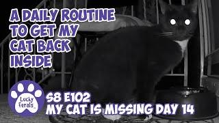 A Daily Routine To Get My Missing Cat Back Inside - Missing Cat Day 14 - Lucky Ferals S8 E102 Vlog