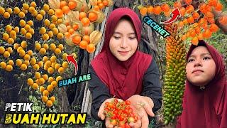 Mencari buah-buahan dihutan | Memasak di hutan