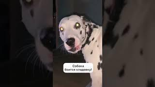 Собака видит призрака/Dog sees a ghost #shorts #ghost