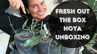 Hoya COLLECTION and UNBOXING | Fresh Out The Box | Tropical Houseplants