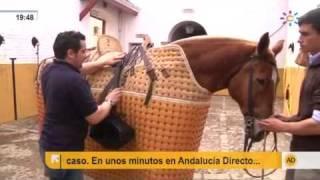 El caballo, antes de la faena