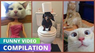 Furry Follies: The Funniest Animal Videos on YouTube