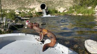 Jig & Worm Fishing for Spillway Trout!