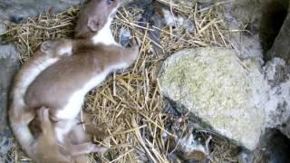 Two Weasels Mating | Discover Wildlife | Robert E Fuller