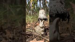 Bunny under mushroom in Ukraine #shorts #yevhen #mushroom