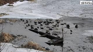 경기도 남양주시 북한강 변 겨울서정(Winter lyric along the Bukhan River of Namyangju, Gyeonggi-do, Korea)