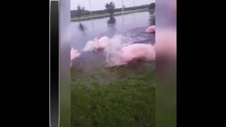 Porky's Swimmingpool