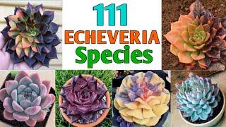 111 Echeveria Species | Echeveria Succulent Varieties with Identification| Plant and Planting