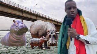 Thierno décrypte: 3 hippopotames repérés sur le deuxième pont de Bamako.