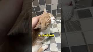 半夜起床你会感觉到孤独吗 #宠物 #cat #寵物 #pet