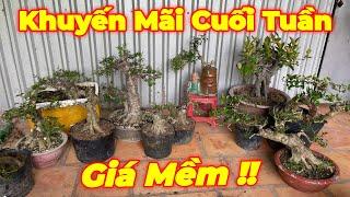 MR NHUẬN | #0794382486 | KHUYẾN MÃI GIÁ RẺ NHIỀU CÂY BONSAI ĐẸP CUỐI TUẦN. MR NHUẬN XIN MỜI !!