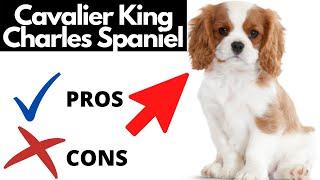 Cavalier King Charles Spaniel Pros And Cons (SHOCKING)