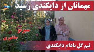 تیم گل بادام از دایکندی آمده| مهمانان در سیرتو| ولسوالی جاغوری