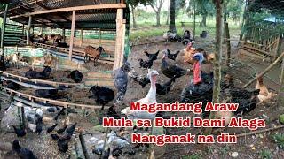 Nanganak na naman mga Kambing Ganito Kaingay sa Bukid Maraming Alagang Hayop