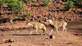 KAPILASH Wildlife Sanctuary