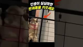 하 강아지들이란..