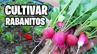 Como CULTIVAR RABANITOS con Éxito  La GUÍA COMPLETA | La Huerta de Ivan