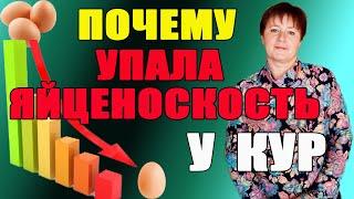 Почему у кур упала яйценоскость? Причины и решения.