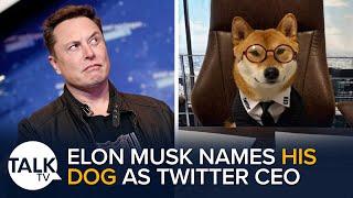 Elon Musk Names His Dog Floki As Twitter CEO